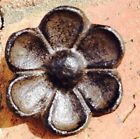 Brncp-4 Eclectic Cabinet Knobs Decor Rustic Brown Cast Iron 0744904797757