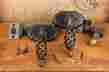 Item778s Emtek Oil Rubbed Bronze Lafayette Brass Door Lever Set